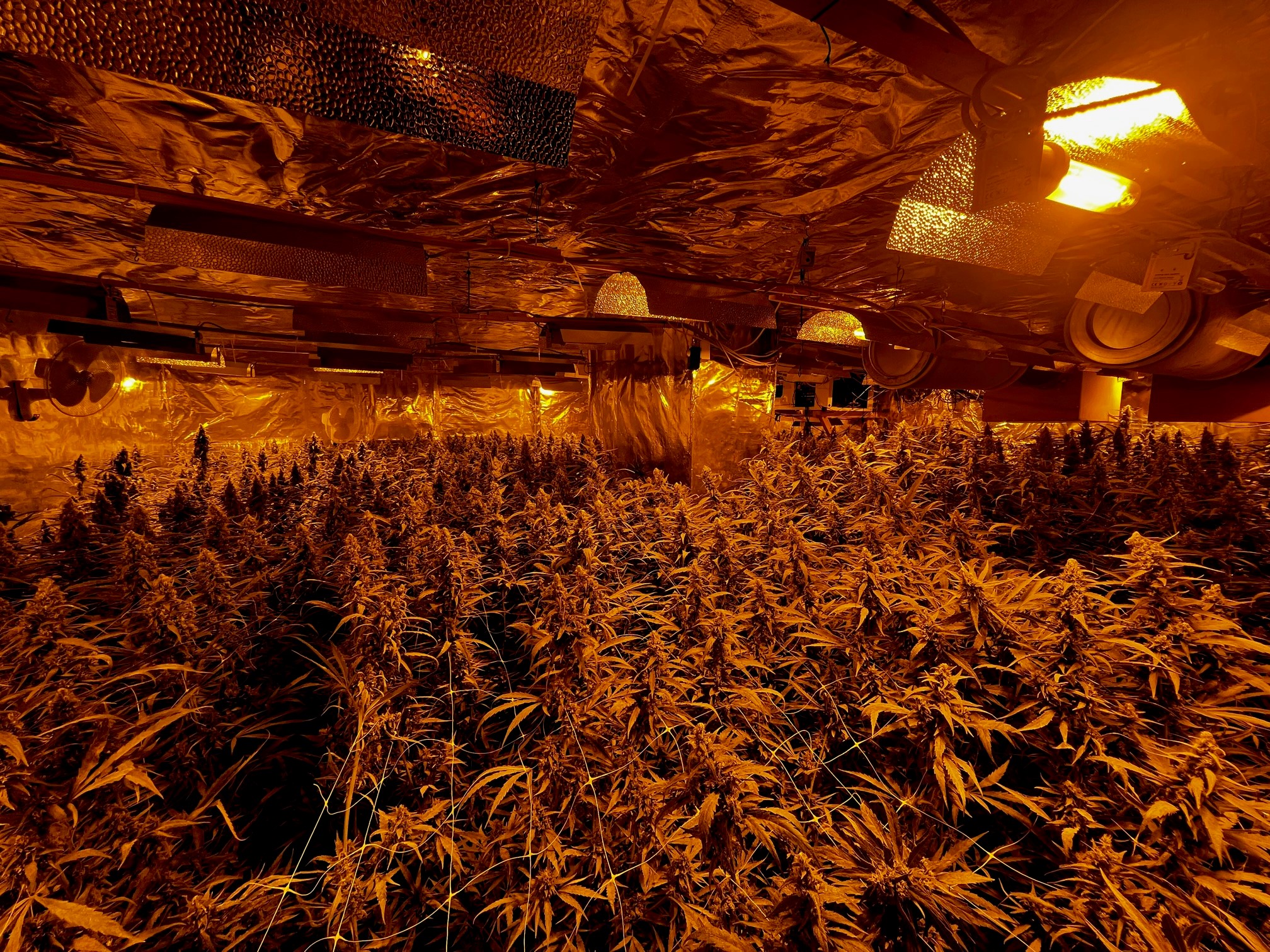 Niehl-K-lner-Polizei-hebt-Cannabis-Plantage-aus