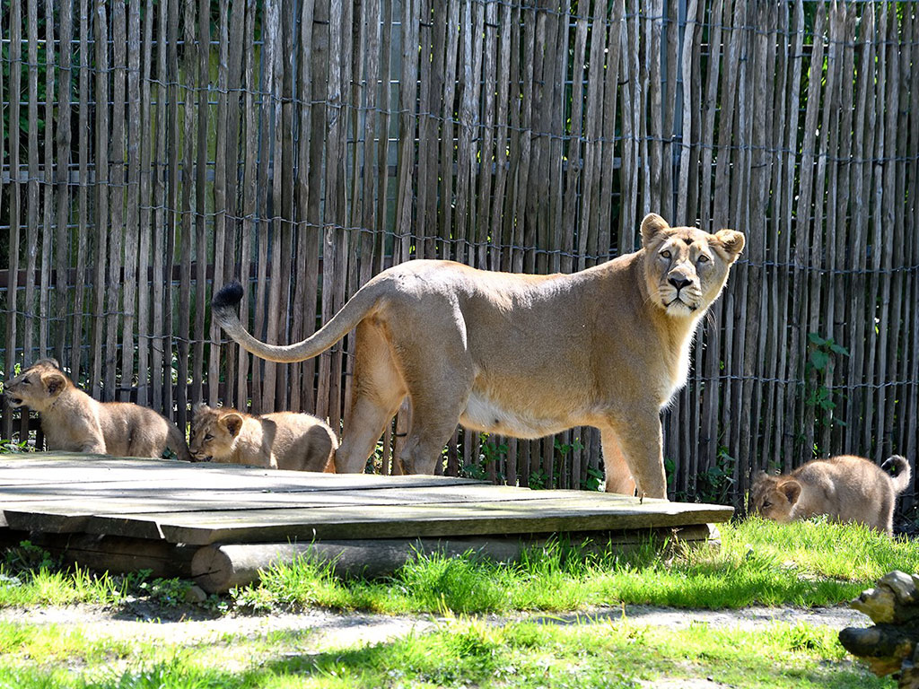Kölner Zoo zeigt die drei Löwenbabys